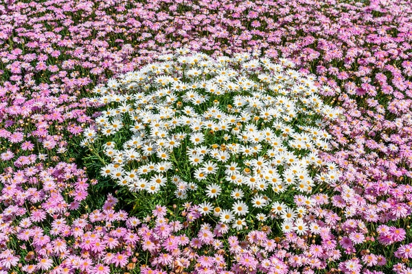 Schöne Gänseblümchen-Blumen — Stockfoto