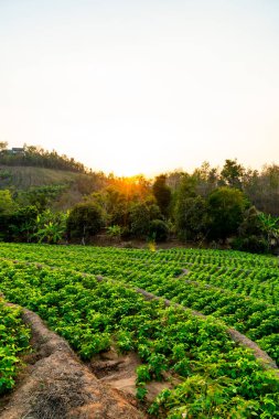 fidanlık bitki Bahçe Dağı'nda