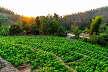 fidanlık bitki Bahçe Dağı'nda