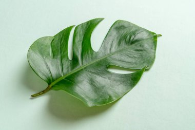 Monstera bırakın renk arka plan üzerinde 