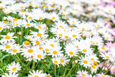 güzel papatya çiçekleri