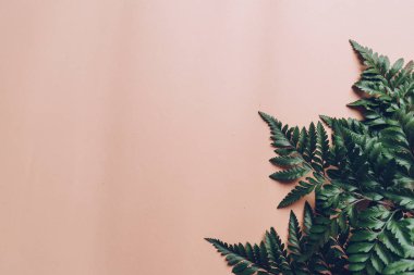 Tropikal yeşil yaprakları renk arka plan üzerinde