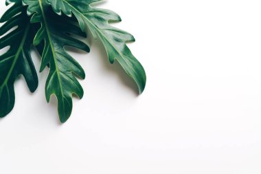 Monstera bırakın renk arka plan üzerinde 