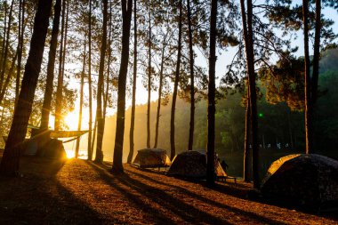 Pang oung göl ve orman sunrise Mae Hong Son, inci ile çam