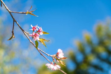 Mavi gökyüzü ile çiçek açan kiraz çiçekleri sakura çiçekler