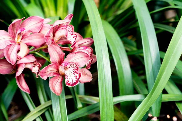 Mooie orchideebloemen — Stockfoto