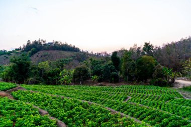 fidanlık bitki Bahçe Dağı'nda