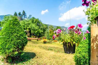 saksı çiçekleri bahçe içinde asılı