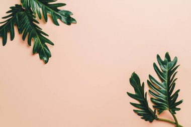 Monstera bırakın renk arka plan üzerinde 