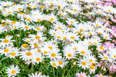 güzel papatya çiçekleri