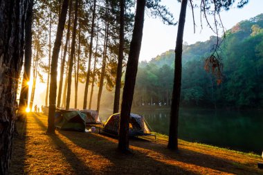 Pang oung göl ve orman sunrise Mae Hong Son, inci ile çam