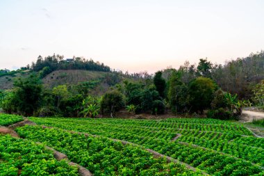 fidanlık bitki Bahçe Dağı'nda
