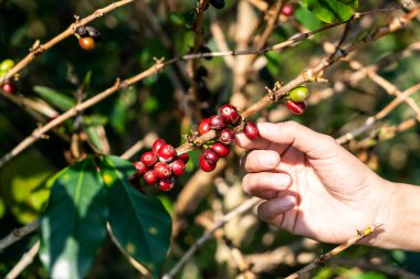 taze kahve çekirdekleri 