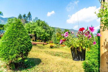 saksı çiçekleri bahçe içinde asılı