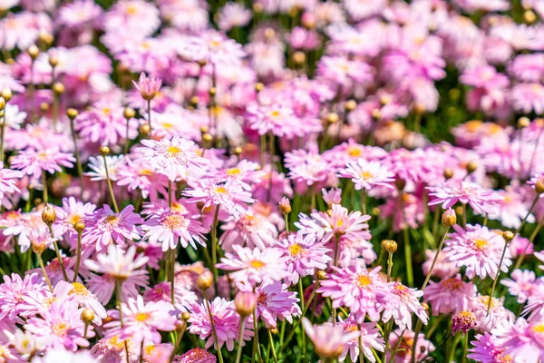 Mooie madeliefjebloemen — Stockfoto