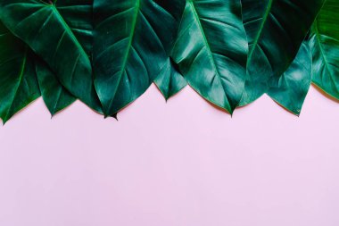 Monstera bırakın renk arka plan üzerinde 