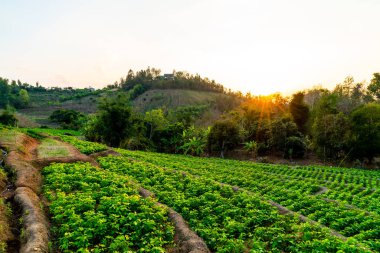 fidanlık bitki Bahçe Dağı'nda