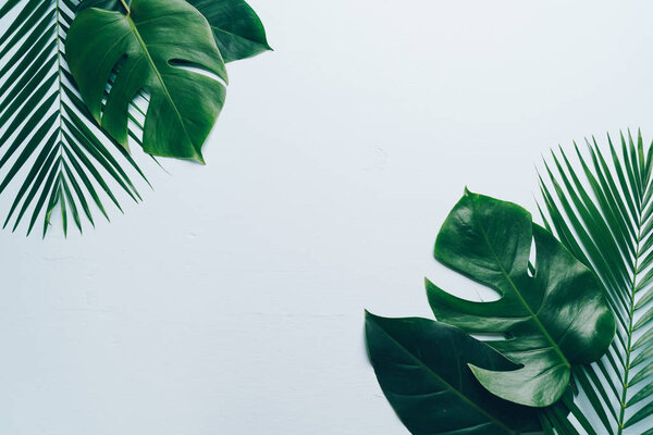 Tropical palm leaves with copy space