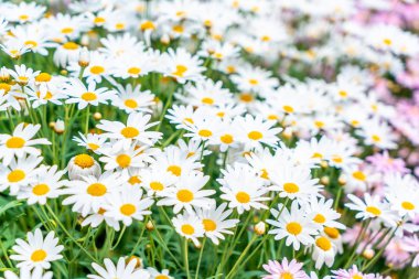 güzel papatya çiçekleri