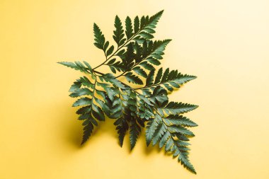 Tropikal yeşil yaprakları renk arka plan üzerinde