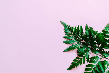 Tropikal yeşil yaprakları renk arka plan üzerinde