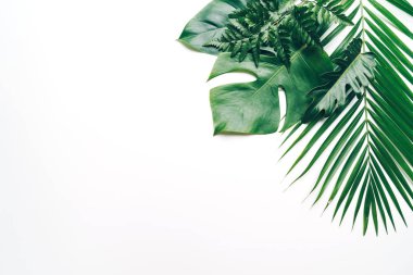 Kopya alanı ile tropikal palmiye yaprakları