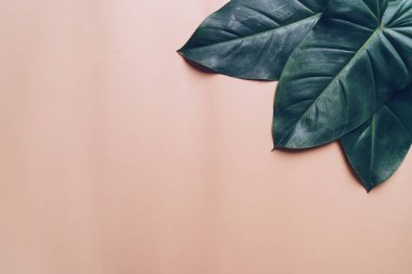 Monstera bırakın renk arka plan üzerinde 