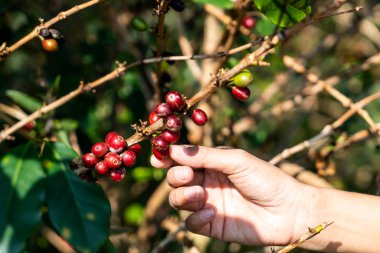 taze kahve çekirdekleri 