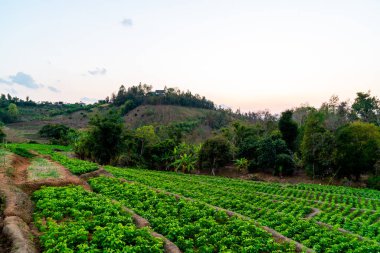 fidanlık bitki Bahçe Dağı'nda