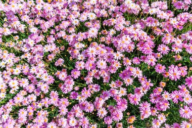 güzel papatya çiçekleri