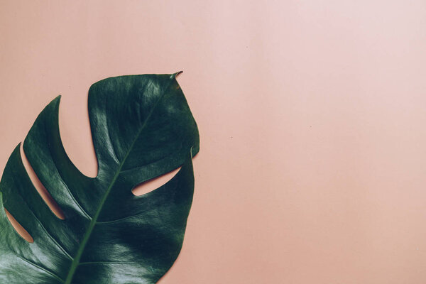 Monstera leave on color background 