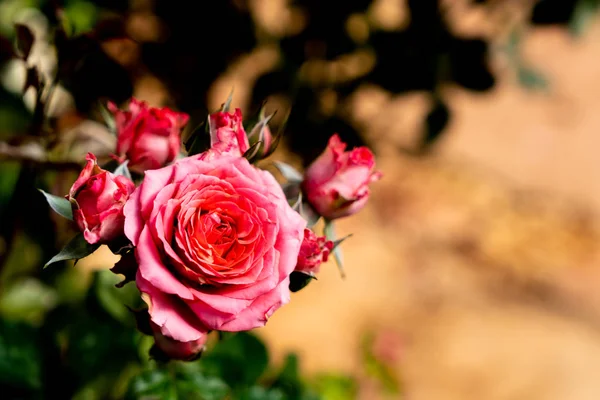 Beautiful rose flowers — Stock Photo, Image