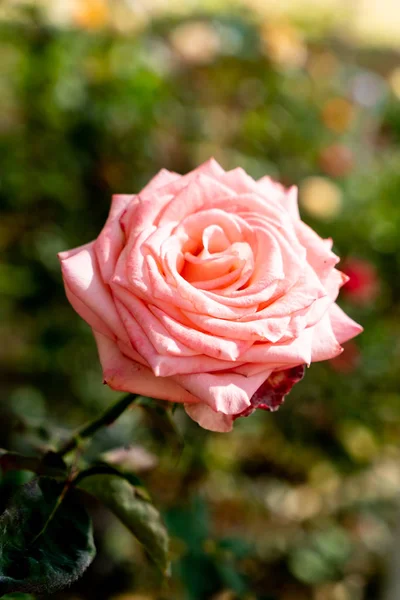 Beautiful rose flowers — Stock Photo, Image