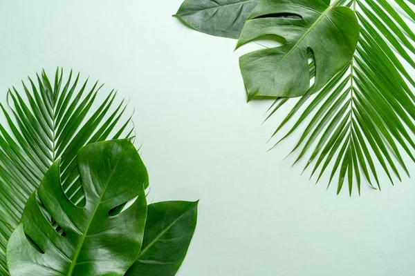 Tropikalne Palma pozostawia miejsca na kopię — Zdjęcie stockowe