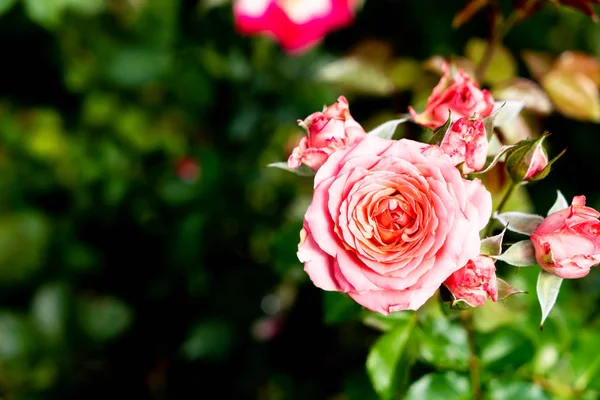 Beautiful rose flowers — Stock Photo, Image