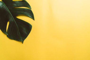 Monstera bırakın renk arka plan üzerinde 