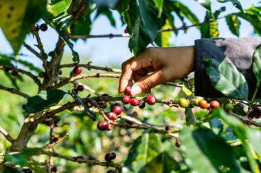 taze kahve çekirdekleri 