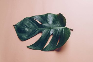 Monstera bırakın renk arka plan üzerinde 