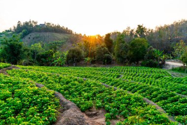 fidanlık bitki Bahçe Dağı'nda