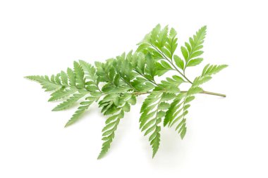 Beyaz arkaplanda tropik yapraklar 