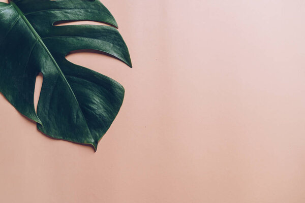 Monstera leave on color background 