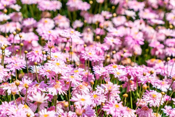 Mooie madeliefjebloemen — Stockfoto