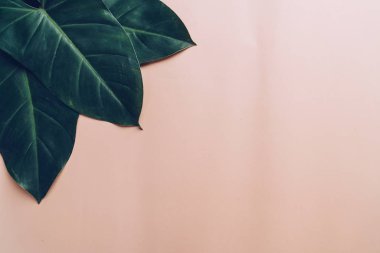 Monstera bırakın renk arka plan üzerinde 