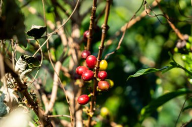 taze kahve çekirdekleri 