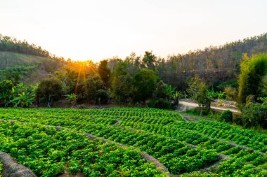 fidanlık bitki Bahçe Dağı'nda