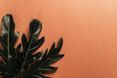 Monstera bırakın renk arka plan üzerinde 