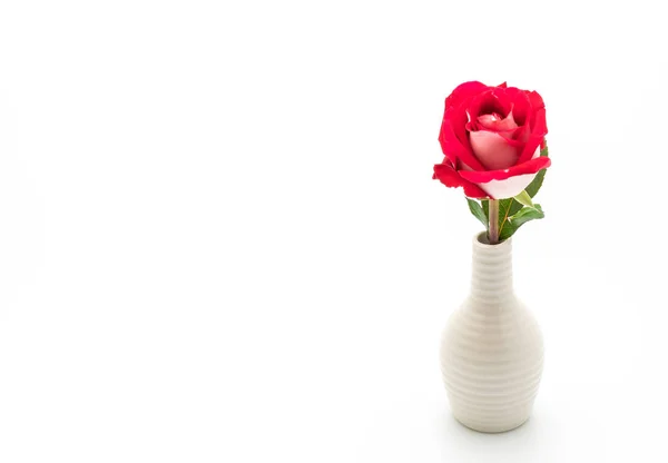 Red rose on white background — Stock Photo, Image