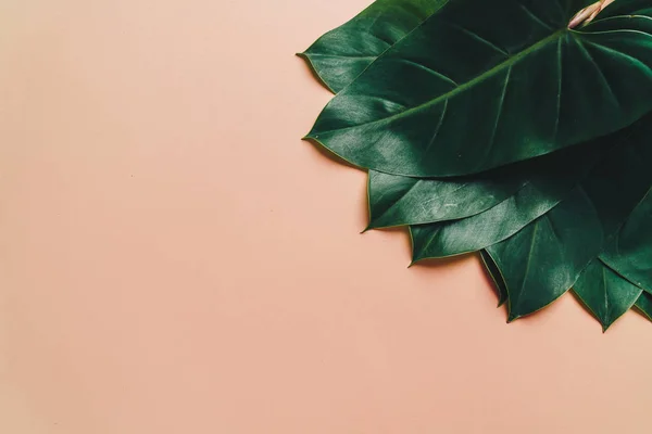 Monstera leave on color background — Stock Photo, Image