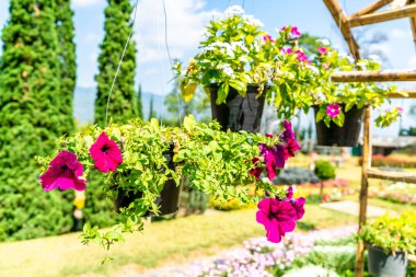 saksı çiçekleri bahçe içinde asılı