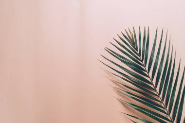 Kopya alanı ile tropikal palmiye yaprakları